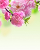 Screenshot №1 pro téma Pink Flowers 128x160