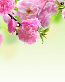 Pink Flowers wallpaper 128x160