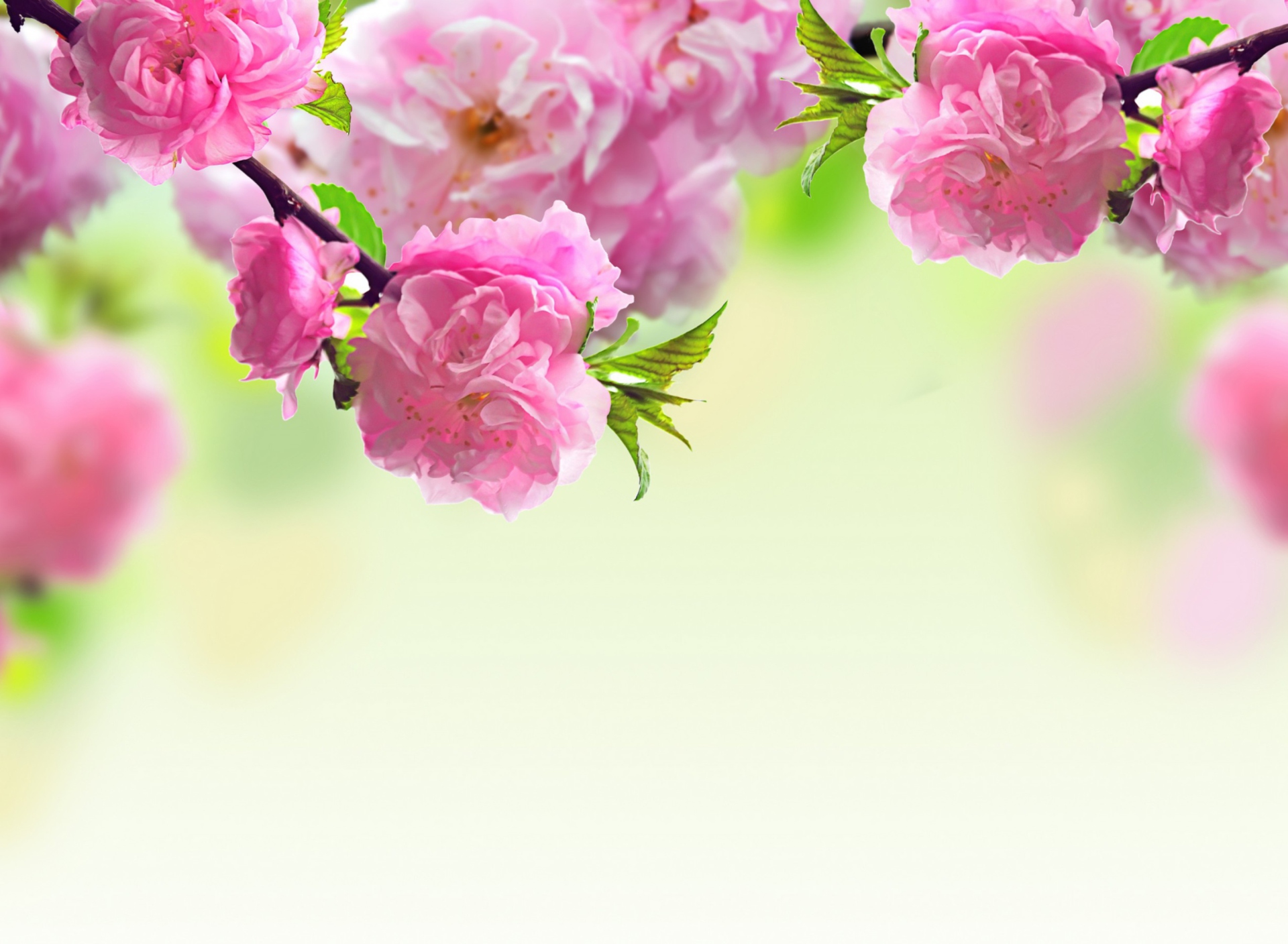 Обои Pink Flowers 1920x1408