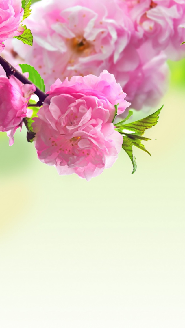 Pink Flowers wallpaper 640x1136