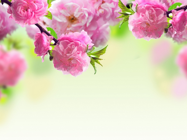 Pink Flowers wallpaper 640x480