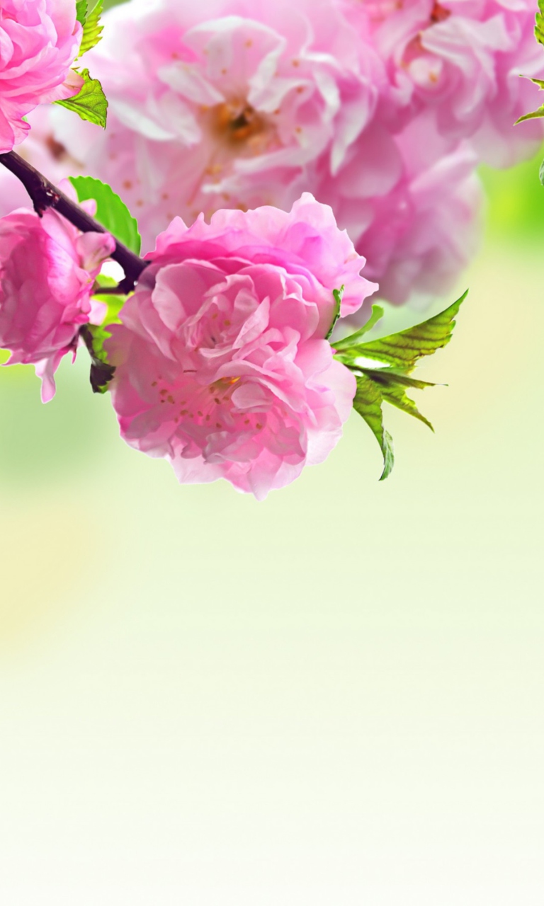 Das Pink Flowers Wallpaper 768x1280