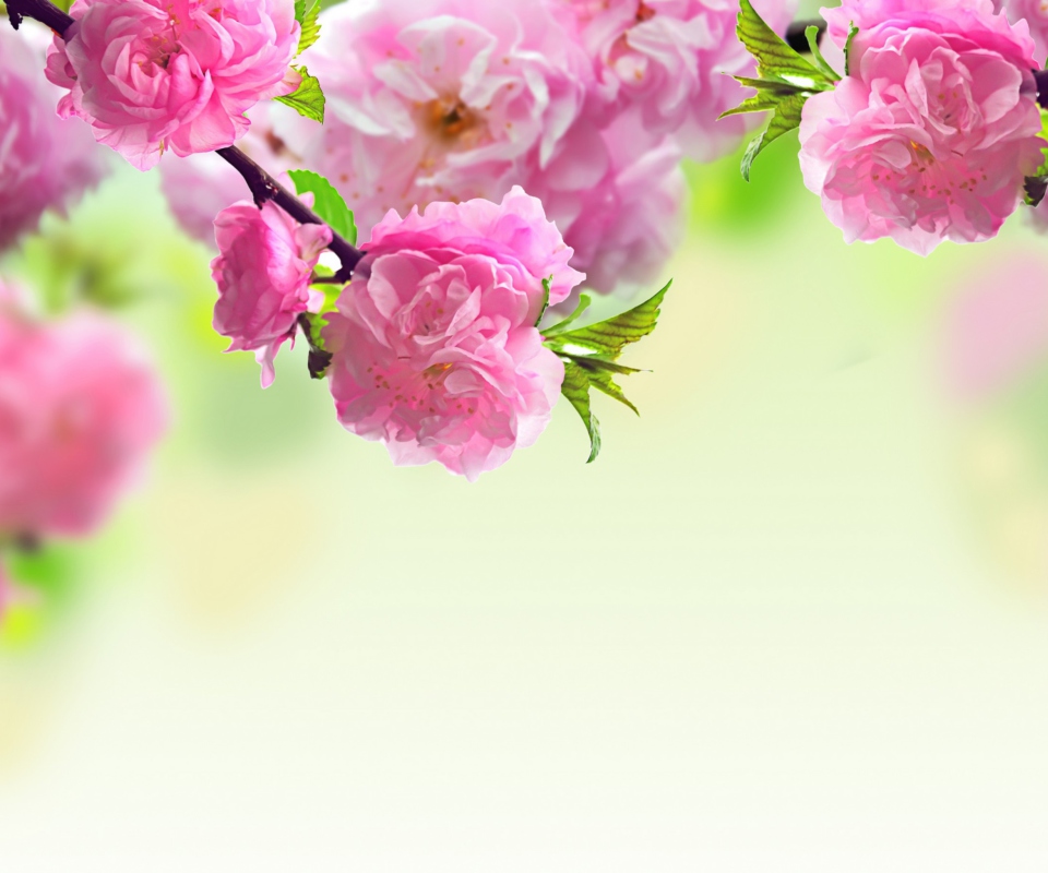 Screenshot №1 pro téma Pink Flowers 960x800