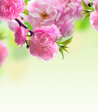 Kostenloses Pink Flowers Wallpaper für Nokia X2