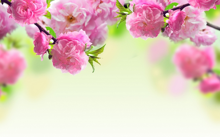 Pink Flowers wallpaper