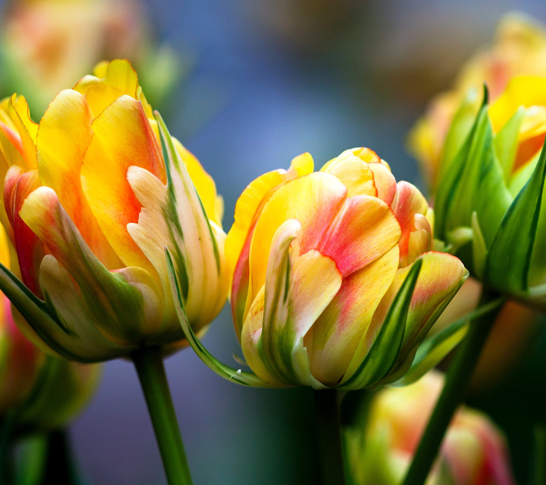 Das Spring Tulips HD Wallpaper 1080x960
