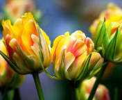 Das Spring Tulips HD Wallpaper 176x144
