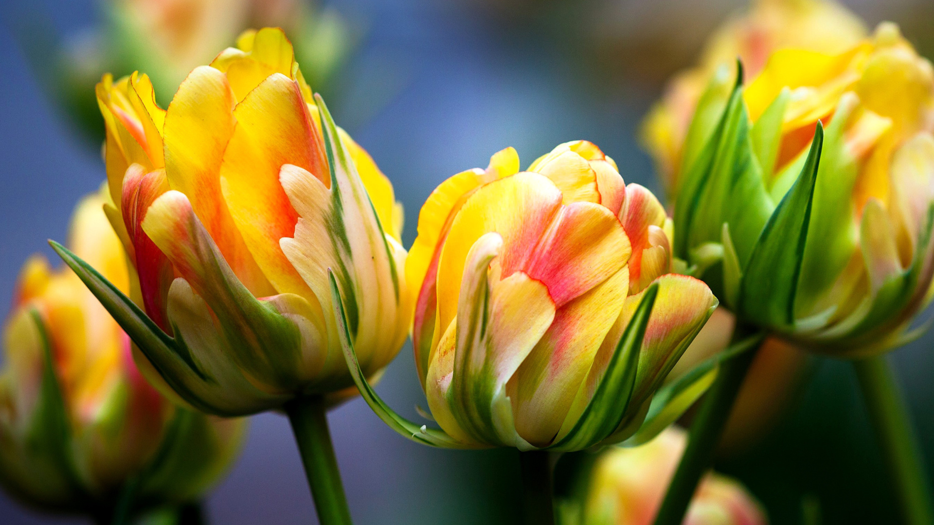 Обои Spring Tulips HD 1920x1080