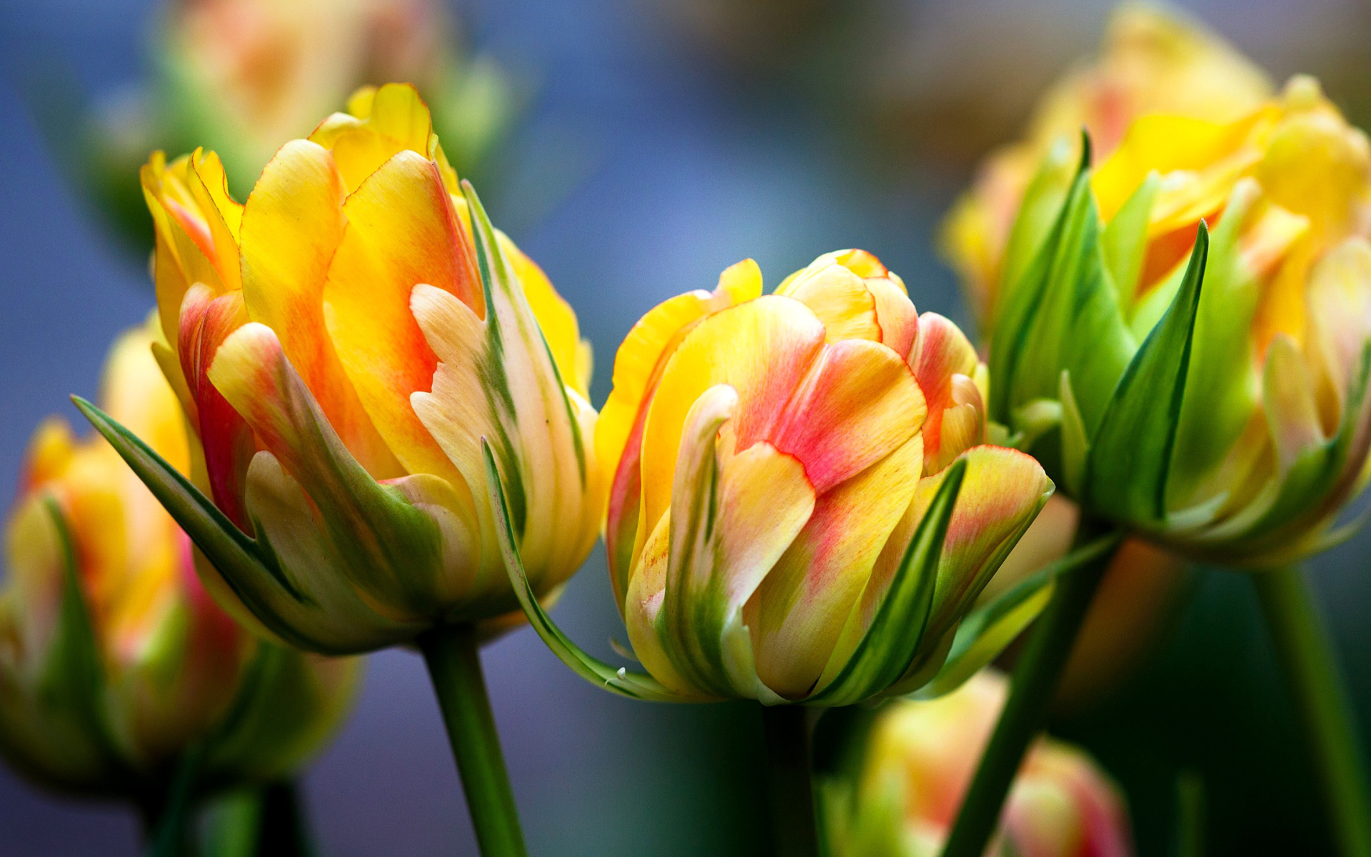 Spring Tulips HD Wallpaper for Widescreen Desktop PC ...