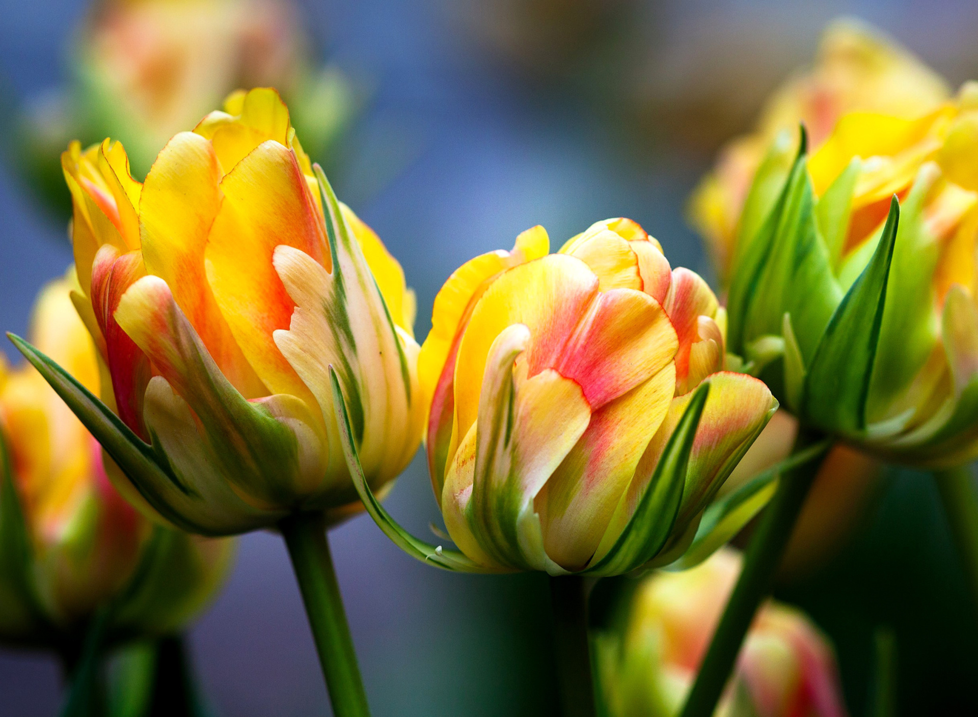 Обои Spring Tulips HD 1920x1408