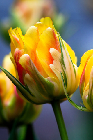 Das Spring Tulips HD Wallpaper 320x480