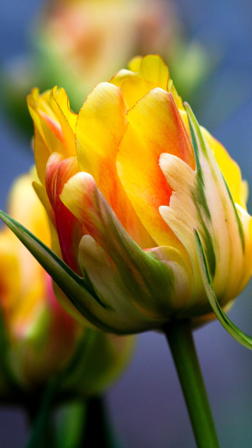 Fondo de pantalla Spring Tulips HD 360x640