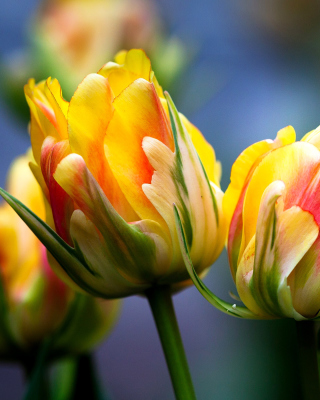 Spring Tulips HD - Obrázkek zdarma pro iPhone 5