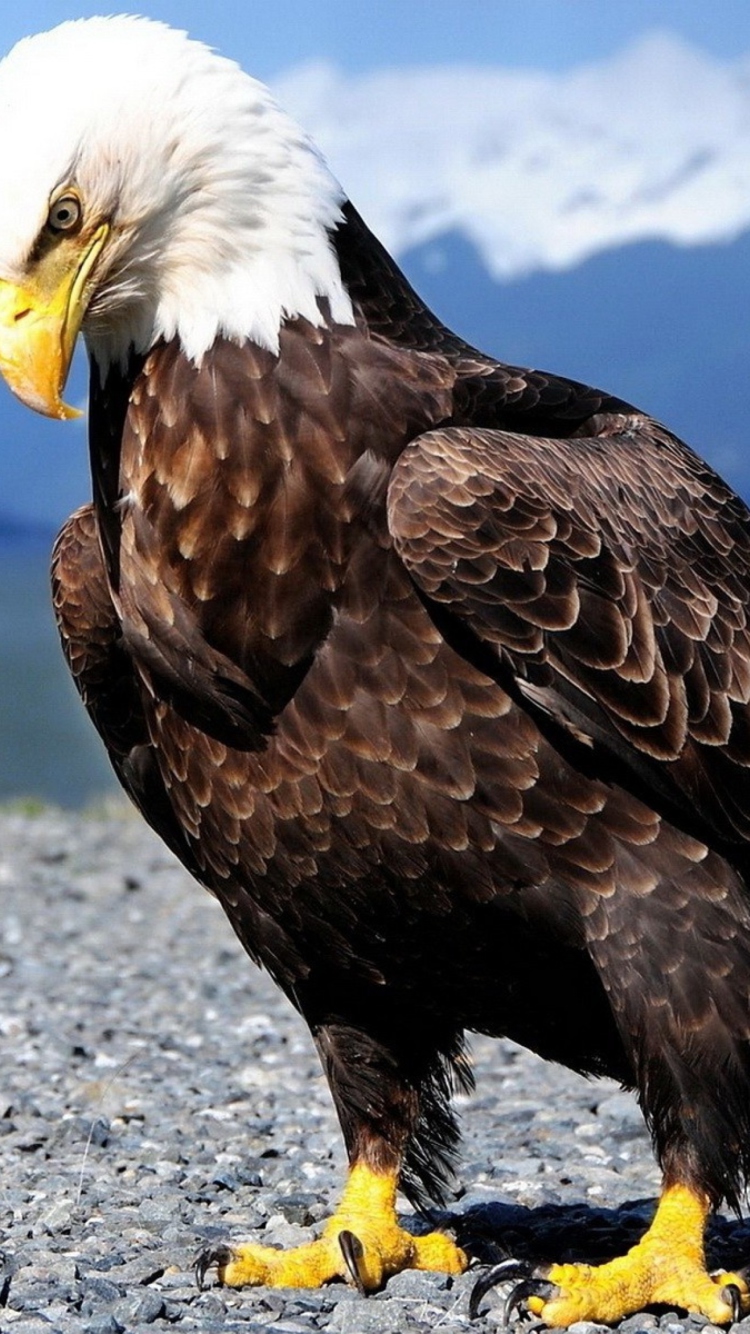 Das Eagle Wallpaper 750x1334