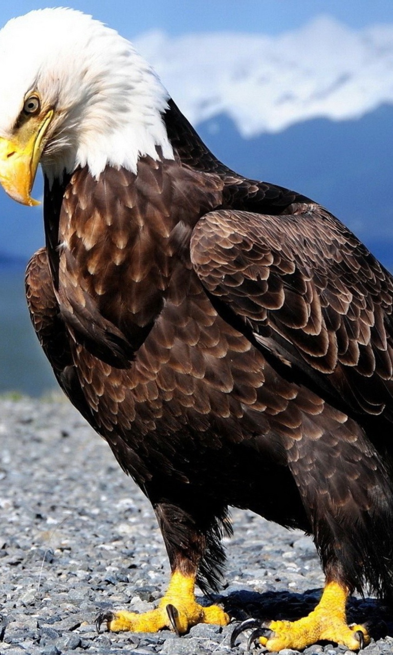 Eagle wallpaper 768x1280