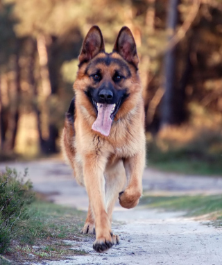 German Shepherd Dog papel de parede para celular para Nokia Lumia 920