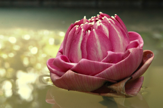 Pink Flower - Obrázkek zdarma pro Samsung Galaxy Tab 7.7 LTE