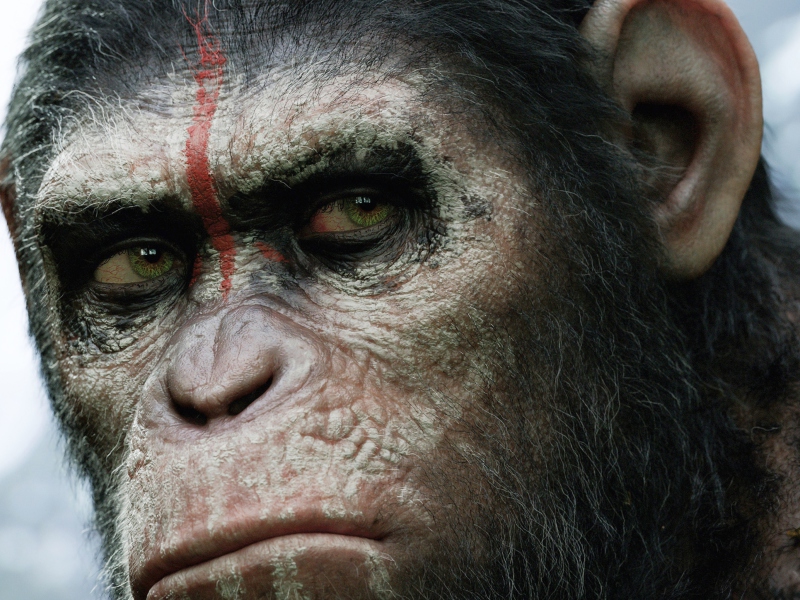 Das Dawn Of The Planet Of The Apes 2014 Wallpaper 800x600