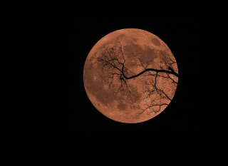 Halloween - Obrázkek zdarma 