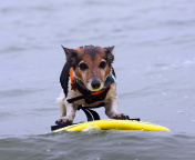 Surfing Puppy wallpaper 176x144