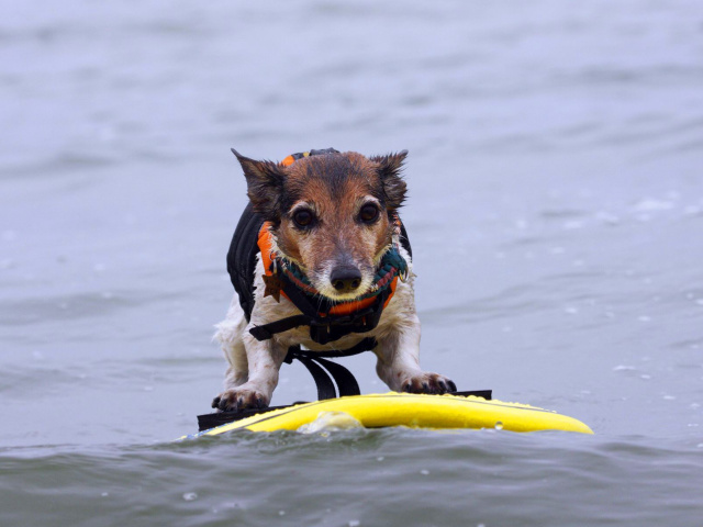 Surfing Puppy wallpaper 640x480