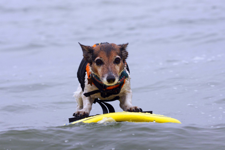 Fondo de pantalla Surfing Puppy