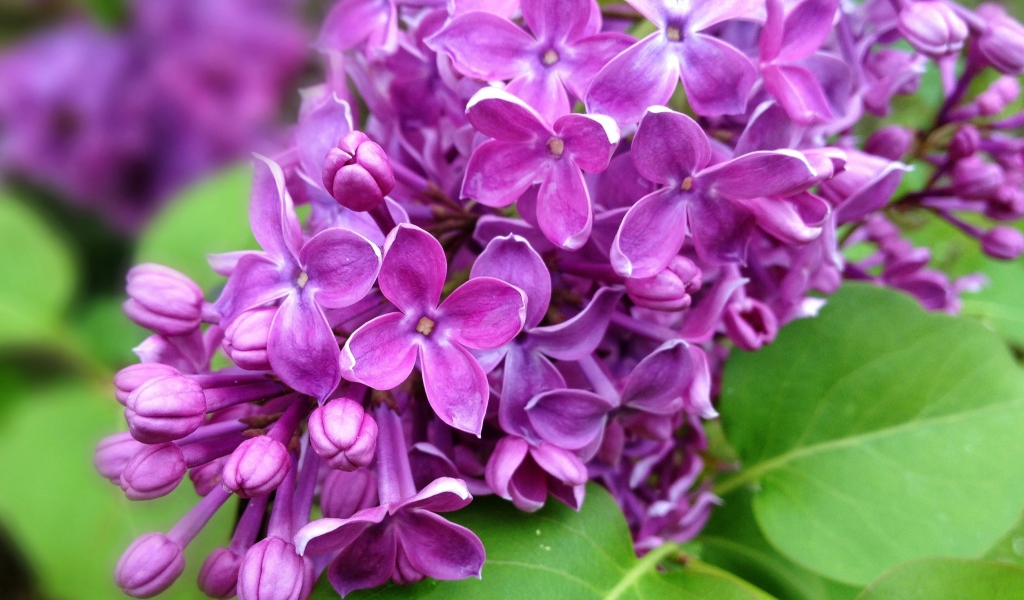 Screenshot №1 pro téma Spring Lilac, blooming 1024x600
