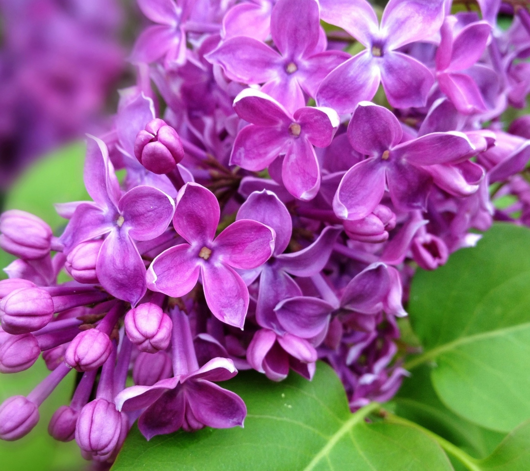 Screenshot №1 pro téma Spring Lilac, blooming 1080x960