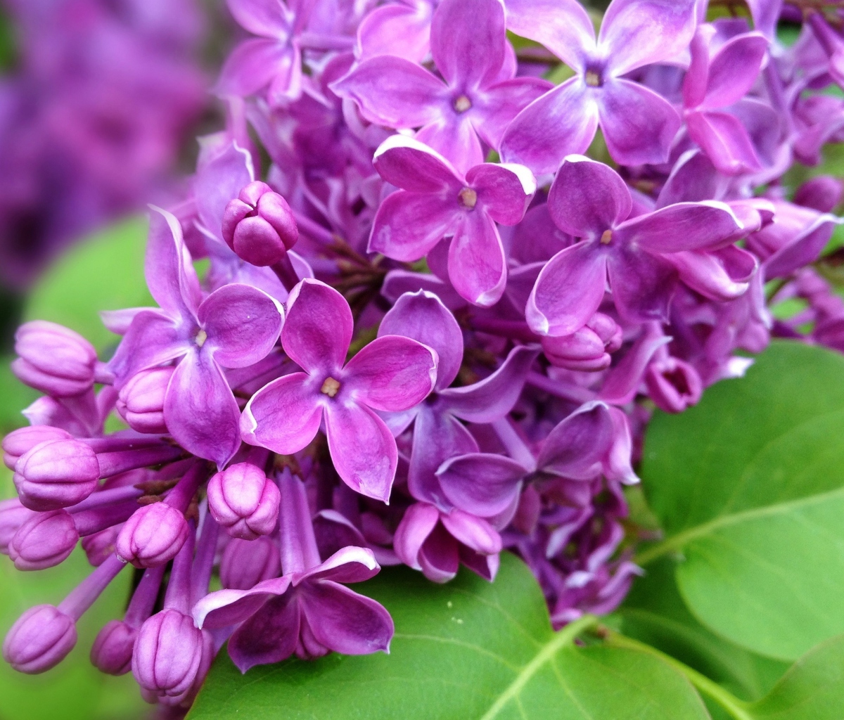 Обои Spring Lilac, blooming 1200x1024