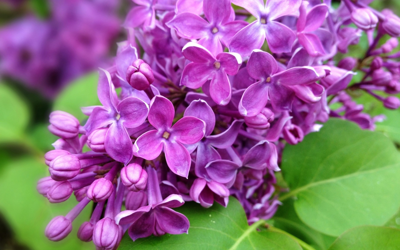 Screenshot №1 pro téma Spring Lilac, blooming 1280x800