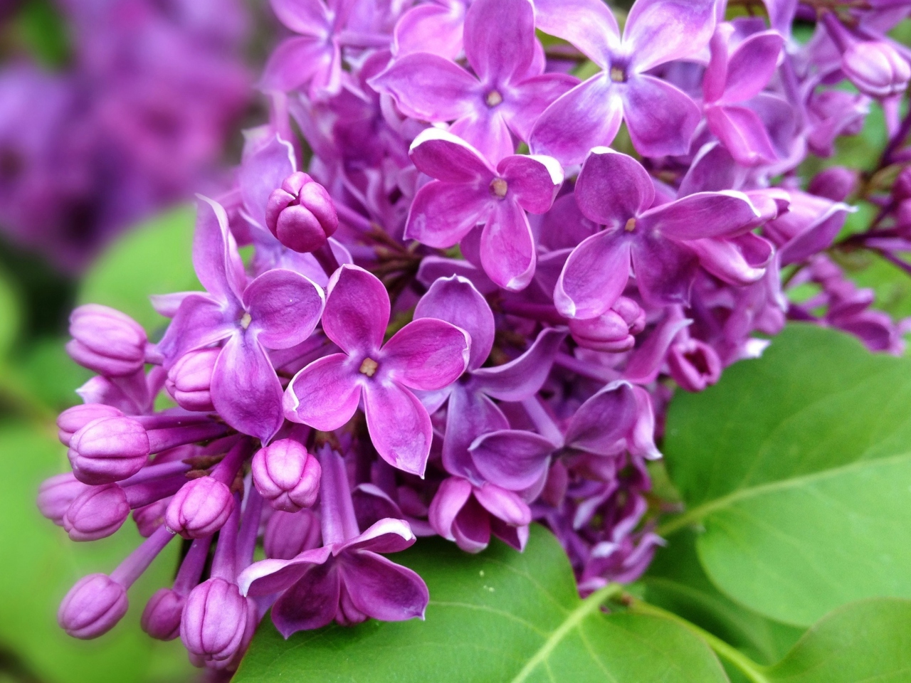 Screenshot №1 pro téma Spring Lilac, blooming 1280x960