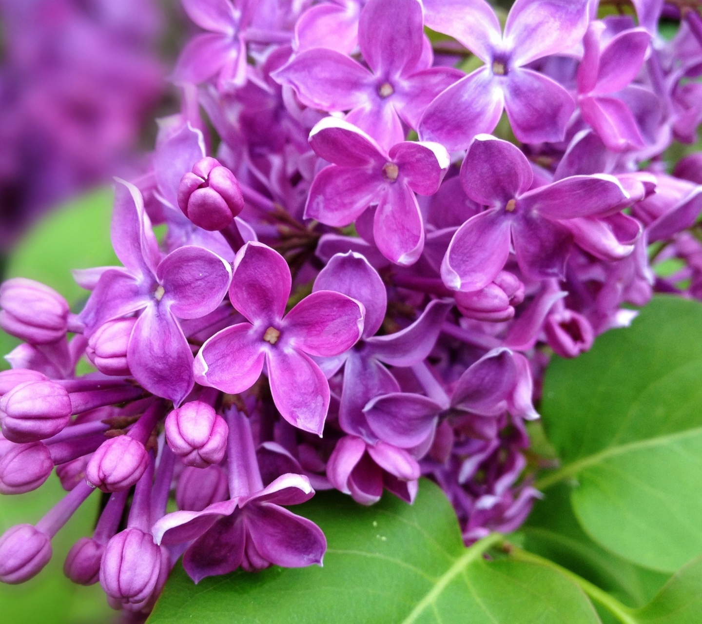 Screenshot №1 pro téma Spring Lilac, blooming 1440x1280