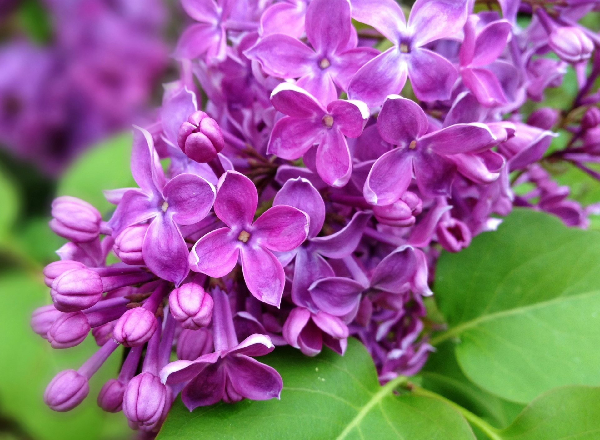 Обои Spring Lilac, blooming 1920x1408