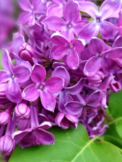 Screenshot №1 pro téma Spring Lilac, blooming 240x320