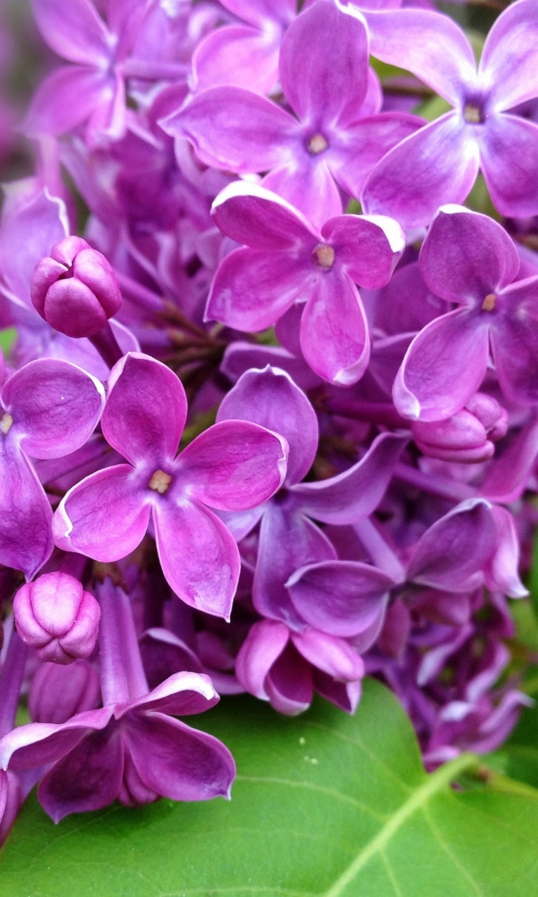 Das Spring Lilac, blooming Wallpaper 768x1280