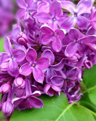 Spring Lilac, blooming - Obrázkek zdarma pro Nokia C-Series