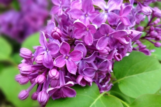 Spring Lilac, blooming - Obrázkek zdarma 