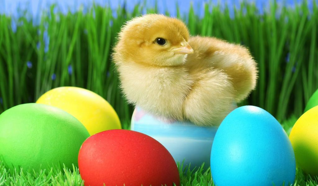 Das Yellow Chick And Easter Eggs Wallpaper 1024x600