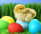 Обои Yellow Chick And Easter Eggs 176x144