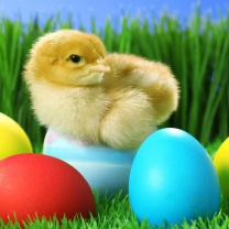 Sfondi Yellow Chick And Easter Eggs 208x208