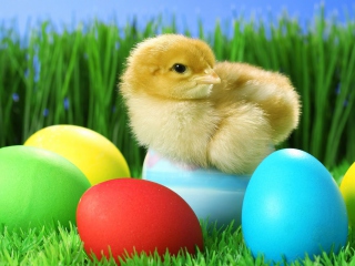 Das Yellow Chick And Easter Eggs Wallpaper 320x240