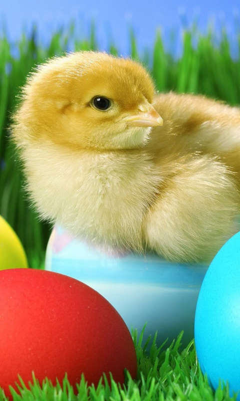 Das Yellow Chick And Easter Eggs Wallpaper 480x800