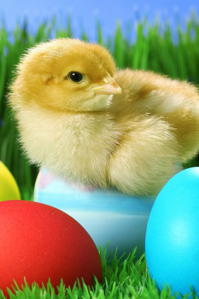 Fondo de pantalla Yellow Chick And Easter Eggs 640x960