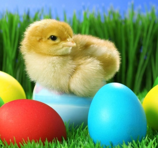 Kostenloses Yellow Chick And Easter Eggs Wallpaper für 128x128