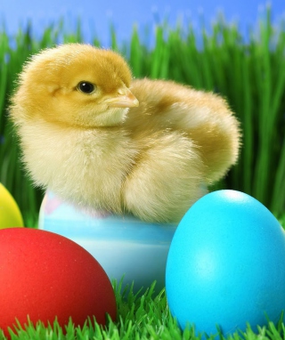 Yellow Chick And Easter Eggs - Obrázkek zdarma pro Sharp 825SH