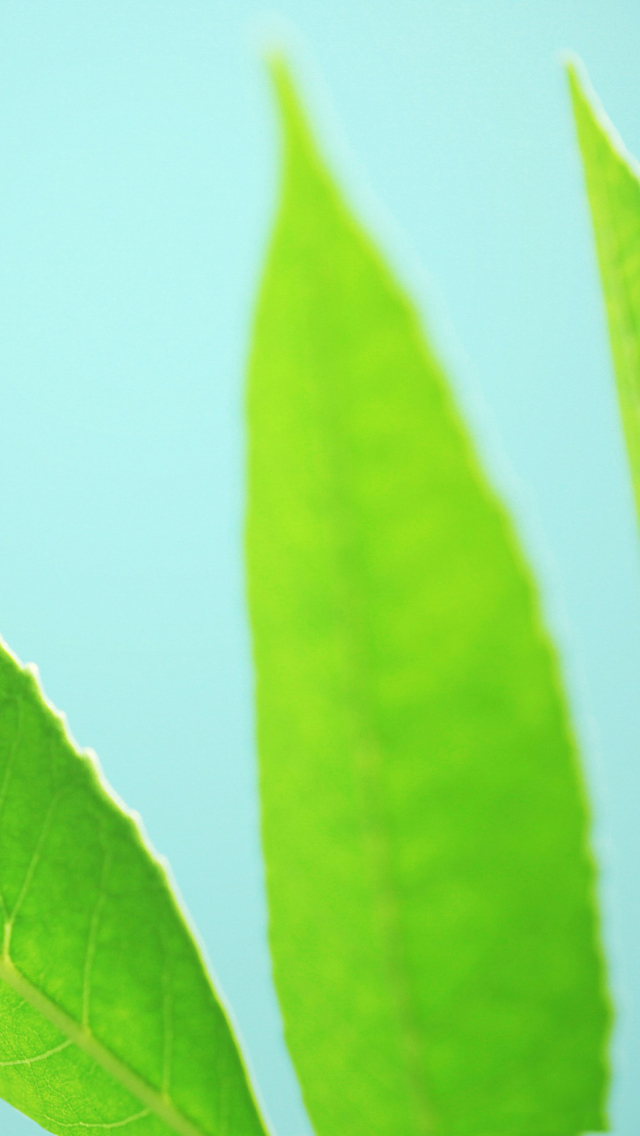 Green Leaves On Blue Background wallpaper 640x1136