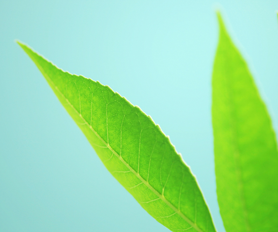 Sfondi Green Leaves On Blue Background 960x800