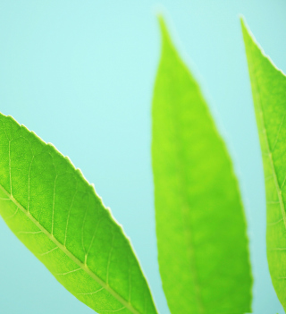 Kostenloses Green Leaves On Blue Background Wallpaper für 208x208