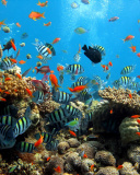 Fondo de pantalla Thai seaworld with fish 128x160