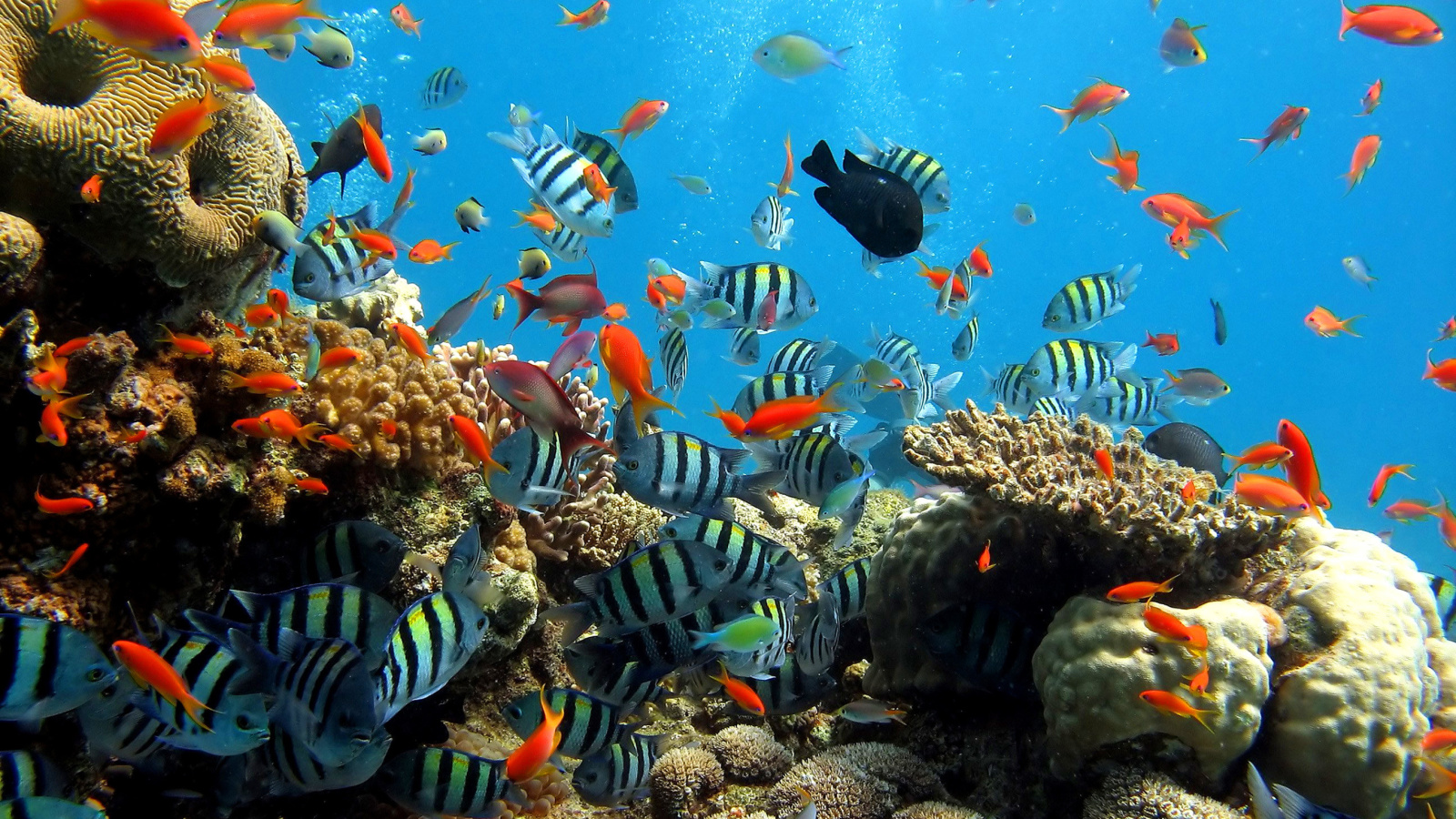 Fondo de pantalla Thai seaworld with fish 1600x900